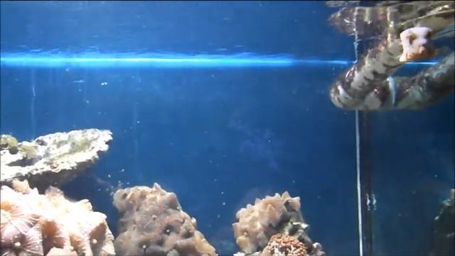 Аквариумная рыбка, Кузовок кубик лат Ostracion Cubicus, океанариум спб