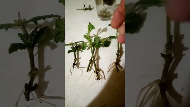 Размножение вербены. Подсказка девочек из группы ЦВЕТОНУТЫЕ В ТЕЛЕГРАММ. смотреть онлайн