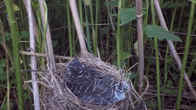 Кукушонок в гнезде 170621 3 болотной камышовки 22 июня 2 GP4bML 11 смотреть онлайн