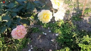 Один не разберёт, чем пахнут розы.Другой из горьких трав добудет мёд. Село Муцал-аул.