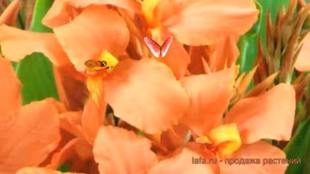 Канна зеленолистная Сэлмон Пинк (selmon pink) ? обзор: как сажать, луковицы канну Сэлмон Пинк смотреть онлайн