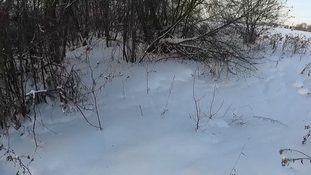 Заяц вышел туда куда нужно. Отличная охота на зайца!!! смотреть онлайн