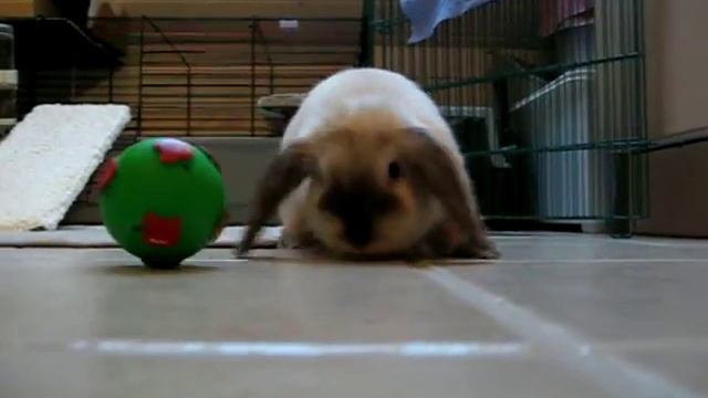 Gucci et la boule-croc смотреть онлайн