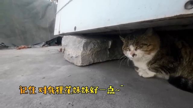 Cat With GoPro Fights And Asserts Dominance | Compilation Douyin