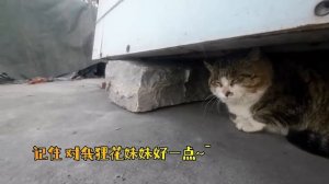 Cat with GoPro fights and asserts dominance | Compilation Douyin