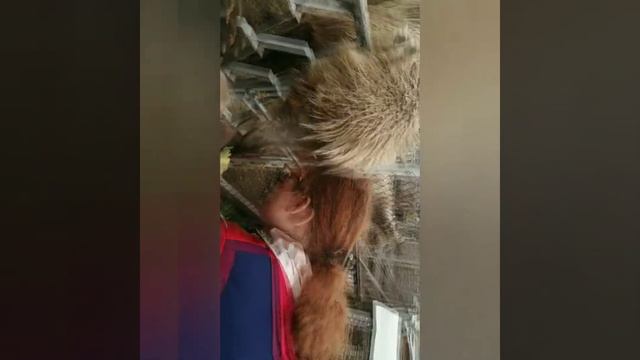 Животные супер!!! Очень милые ))) смотреть онлайн