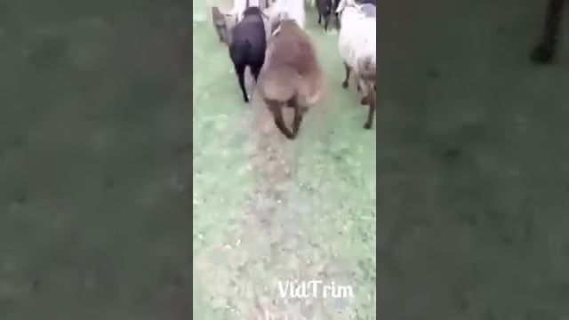 Упертый баран смотреть онлайн