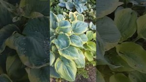 Хоста Френсис Вильямс.