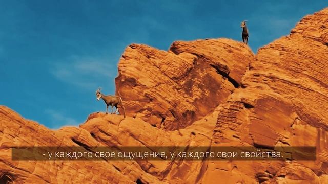 НЕЖИВОЕ, РАСТИТЕЛЬНОЕ, ЖИВОТНОЕ, ЧЕЛОВЕК | Книга "Шамати", статья 115 | Бааль Сулам смотреть онлайн