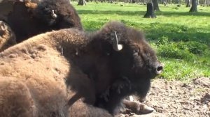 (2011) Бизоны и зубры