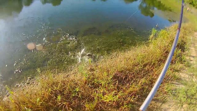 3 Fish on 3 Casts!!! Akataka Floating Minnow, Grandpa Boom [Boom Fishing 31] смотреть онлайн