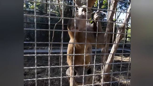 ТАЙГАН - ВОТ ЭТО КАДРЫ! ЛЮСЯ Гамадрил НАЕЛАСЬ и ШИПОВ и РОЗ! смотреть онлайн