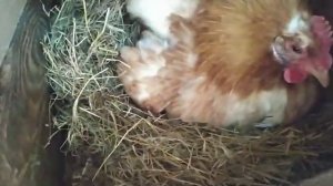Вылупление цыплят под наседкой)))