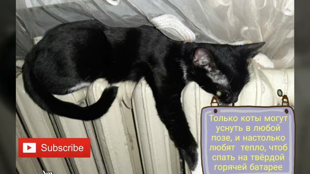 С днём кошек! ♥️🐱 / Happy cats day! / З днем котів! смотреть онлайн