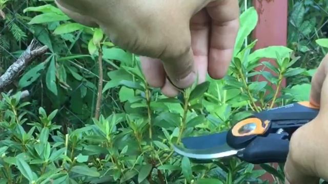 Формирование рододендрона