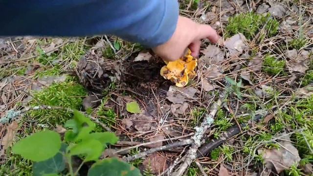 УРА ГРИБЫ ПОШЛИ ). В ЛЕС ПО ГРИБЫ. смотреть онлайн