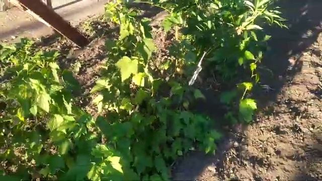 сортм смородини чорної "Софіївська" "Селеченська-2" та інші. смотреть онлайн