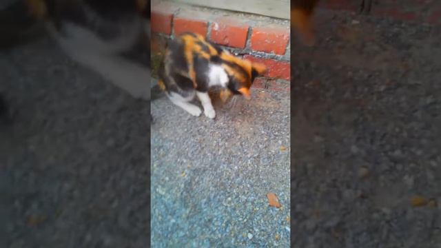 Кот Ест Воробья смотреть онлайн