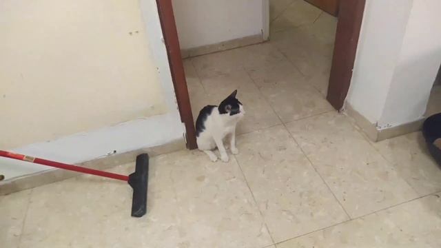 ФОТО КОШЕК ЧАСТЬ 7 #ЛЕОПЕРЕПЕЛКИН смотреть онлайн