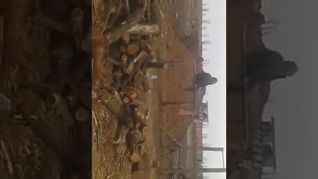 Дикий прапор смотреть онлайн