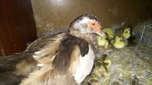 Осенний вывод индоутят начался.🐣 9 сентября