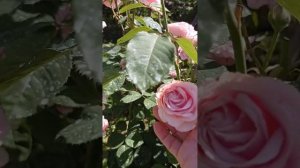 Обзор розы Фредерик Мистраль