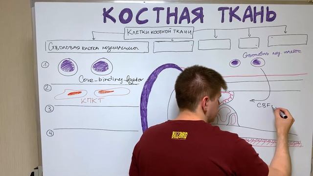 Гистология костной ткани / Клетки костной ткани / Остеология