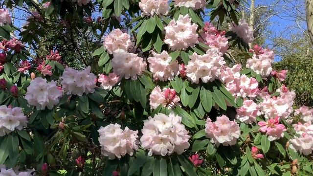 All about Rhododendron Loderi смотреть онлайн