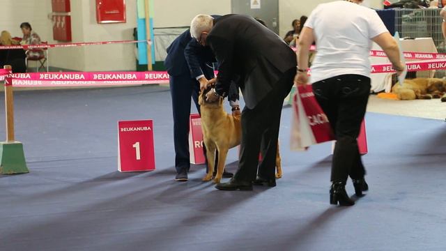 sharpei élevage du Grain de Beauté "thor" au championnat de france 2016 смотреть онлайн