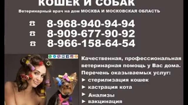 Стрижка животных 8-968-940-94-94 Ольга смотреть онлайн