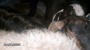 3-QISM | Shaxrisabz Chorshanbe Mol bozori | 09.04.2021 | Chorshanbe_Molbozori | мол_боқиш