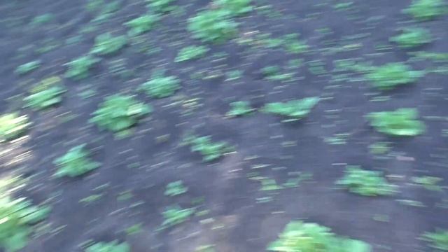 Колорадский жук для меня больше не проблема. Простой способ как от него избавиться смотреть онлайн