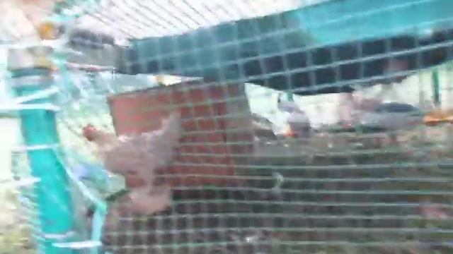 Цесарки и цыплята продолжение смотреть онлайн