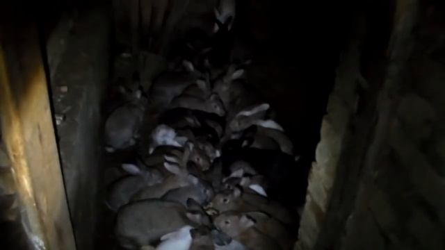 Ямное содержание кроликов,полтора года с начала,плюсы и минусы. смотреть онлайн