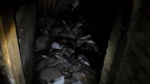 Ямное содержание кроликов,полтора года с начала,плюсы и минусы.