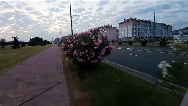 Цвергшнауцер Тоби. Прогулка по аллее рододендронов смотреть онлайн
