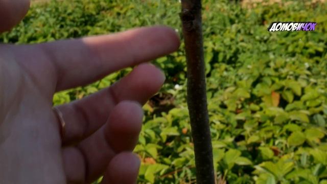 ХУРМА Не Подает Признаков Жизни - Когда Начинает Просыпаться Хурма - Саженец Хурмы Стоит Сухой