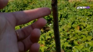 ХУРМА Не Подает Признаков Жизни - Когда Начинает Просыпаться Хурма - Саженец Хурмы Стоит Сухой