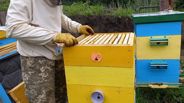 Магазин 145 или корпус 300? Как заставить пчел перейти в магазин. Как оттянуть вощину на рамке 145 смотреть онлайн