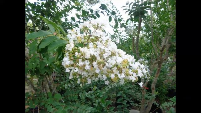 Crepe Myrtle Time By Richard Skinner, Hawkins Corner Nursery