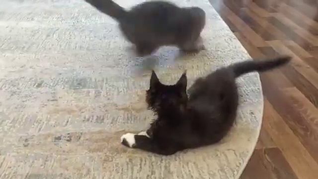 Лазерная указка. Выбираем игрушку для Мейн-куна. Laser pointer. A new toy for the Main Coon. смотреть онлайн