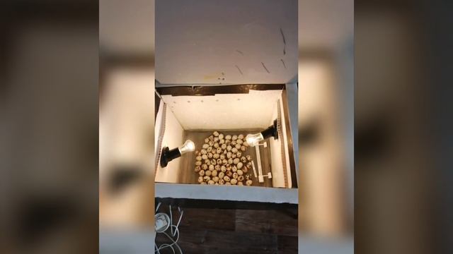 Инкубация перепелиных яиц, часть 1 смотреть онлайн