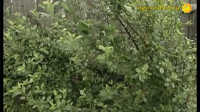 Простые хитрости агротехники. Всегда с урожаем вишни! смотреть онлайн