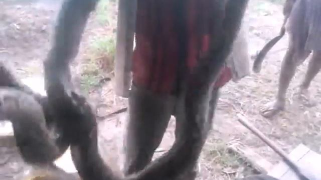 Primitive technology catch a python 3 meters long смотреть онлайн