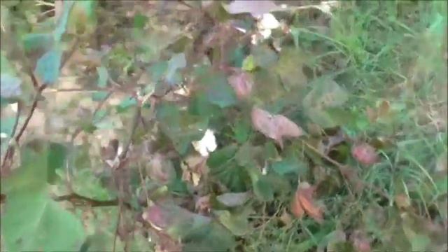 ХлОпок в Греции.Как Выращивают ХлОпок в Греции.