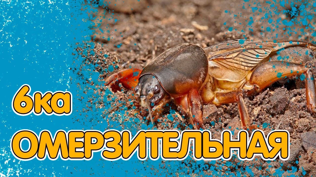 САМЫЕ ОПАСНЫЕ ВРЕДИТЕЛИ В САДУ И ОГОРОДЕ смотреть онлайн