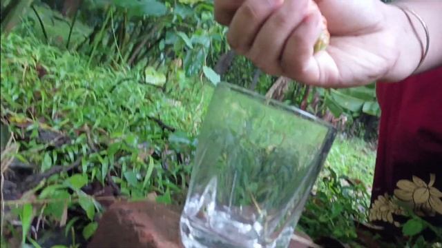 Skin Care Plant || Shampoo Plant || Natural Beauty || Good For Your Skin And Hair #shampoonatural