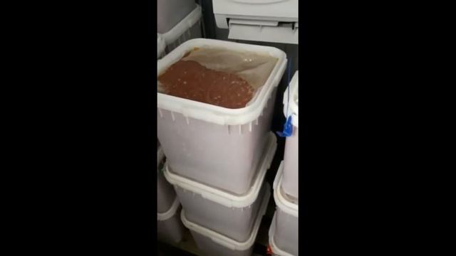 Красная икра горбуши, кеты, кижуча Камчатская 2020 смотреть онлайн