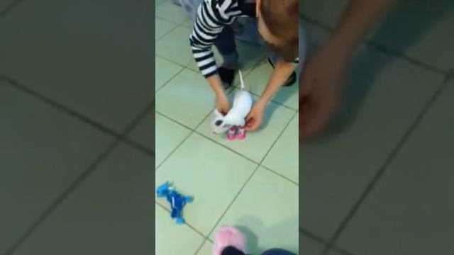 Наша чихуахуа, первая обувь)) смотреть онлайн