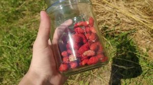 Первый урожай земляники «золушка»